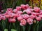 Fresh Blooming Tulip Brest Fringed Terry and Matchpoint Tulips in Botanical Garden of Moscow University `Pharmacy Garden` or `Apte