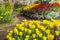 Fresh blooming tulips in the spring garden