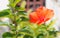Fresh blossoming orange color Hibiscus rose mallow Flower, cultivated as outdoor decorative or ornamental flowering houseplants