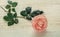 Fresh blossoming pink rose lies on a white wooden table