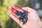 Fresh blue berries in the hand of a young woman: collecting while hiking on the mountains