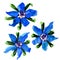 Fresh blue borage flowers, starflower, on white background