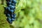 Fresh blue bunches of grapes on green branches. The concept of winemaking, wine, vegetable garden, cottage, harvest