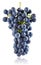 Fresh blue grape cluster isolated fruit