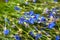 Fresh blue wild cornflower flowers