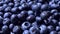 Fresh blueberries background falling in slow motion. Blueberry antioxidant organic superfood in a bowl concept for