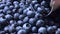 Fresh blueberries background falling in slow motion. Blueberry antioxidant organic superfood in a bowl concept for