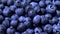 Fresh blueberries background rotating in slow motion. Blueberry antioxidant organic superfood in a bowl concept for