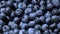 Fresh blueberries background rotating in slow motion. Blueberry antioxidant organic superfood in a bowl concept for