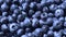 Fresh blueberries background rotating in slow motion. Blueberry antioxidant organic superfood in a bowl concept for