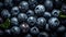 Fresh blueberries, closeup photography wallpaper, Horizontal format 16:9