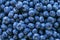 Fresh blueberries fruit