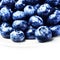 Fresh Blueberries isolated on white background macro. Blueberry