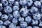 Fresh Blueberry background