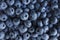 Fresh Blueberry Background. Texture blueberry berries close up. Sprinkle blueberries. Ripe blueberries with copy space for text. F