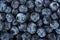 Fresh blueberry background. Texture blueberry berries, top view