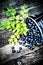 Fresh Blueberry with green leaves in a metal bucket on wooden ba