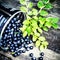 Fresh Blueberry with green leaves in a metal bucket on wooden ba