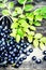 Fresh Blueberry with green leaves in a metal bucket on wooden ba