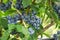 Fresh blueberrys on the branch on a blueberry field farm.