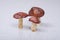 Fresh bolete mushrooms background