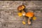 Fresh boletus edulis mushrooms with spurce bunch and cones on rustic woden table.