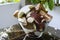 Fresh boletus mushrooms in a glass bowl