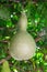 Fresh Bottle gourd, Calabash gourd, fruit.