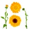 Fresh bouquet of calendula