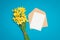 Fresh bouquet of daffodil flowers on a bright blue background