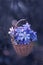 Fresh bouquet of delicate spring flowers liverwort Hepatica Nobilis in a small basket on a tree branch in the rain outdoor in