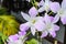 Fresh bouquet orchid color violet with background