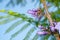 Fresh bouquet purple jacaranda mimosifolia flower buds with green leaves on long branch. beauty flora in botany garden tropical pl