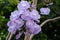 Fresh bouquet violet jacaranda flower hanging on branch tree in botany garden. group of floral blooming and buds in summer season