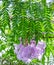 Fresh bouquet violet jacaranda flower hanging on branch tree green leaves in botany garden. group of floral blooming and buds in