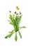 Fresh bouquet of yellow dandelion