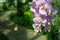 Fresh branch with bright lilac orchid flowers close-up with copy space for text. Concept of spa salon, flower shop, gardening,