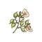 Fresh branch of cardamom plant, engraving colored vector illustration isolated.