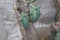 Fresh branch of Myrtillocactus geometrizans cactus