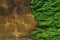 Fresh branches of dill herb on old wooden table background, copyspace