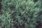 Fresh branches and leaves of rosemary. Spicy grass, spices. Background. Close up