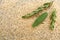 Fresh branches of rosemary and a sage leaf on a background of ri