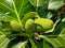fresh breadfruit (Artocarpus altilis) hanging with green leaves in garden