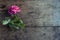 Fresh brigh rose on dark rough wood desk. Nature background