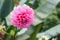 Fresh Bright Beautiful Pink Blooming Dahlia Wild Ornamental Flower. In the language of flowers, Dahlias represent dignity and stab