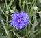 Fresh, bright cornflower in the grass growing on a field of purple-blue