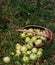 Fresh bright green apples in an upturned basket, the farmer`s harvest of late summer and early autumn. Apple saved. A basket of