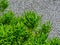 Fresh bright green color shrub with gritty textured grey stucco exterior