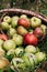 Fresh bright green and red-pink apples in an inverted basket, a farmer`s harvest of late summer and early autumn. Apple saved. A