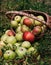 Fresh bright green and red-pink apples in an inverted basket, a farmer`s harvest of late summer and early autumn. Apple saved. A